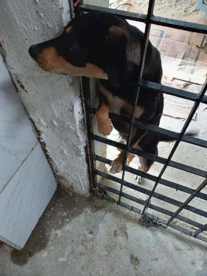 Cachorro ra a Indefinida idade 1 ano nome Meg