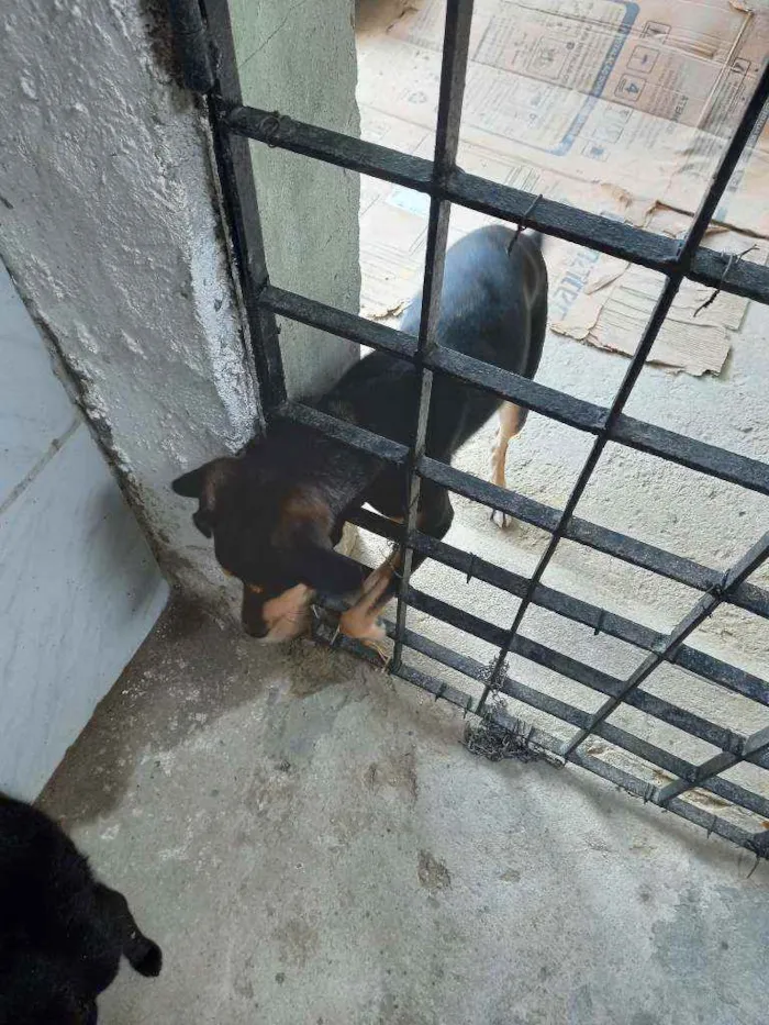 Cachorro ra a Indefinida idade 1 ano nome Meg