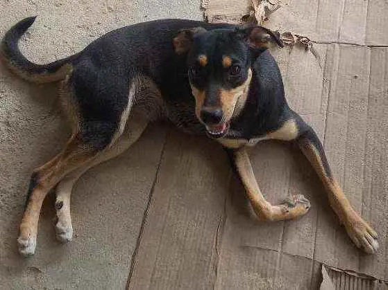 Cachorro ra a Indefinida idade 1 ano nome Meg