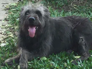 Cachorro raça SRD idade 6 ou mais anos nome Negrão 