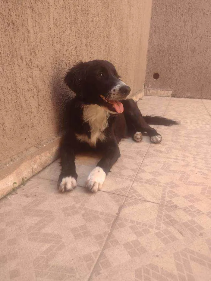 Cachorro ra a Border collie idade 1 ano nome Banzai