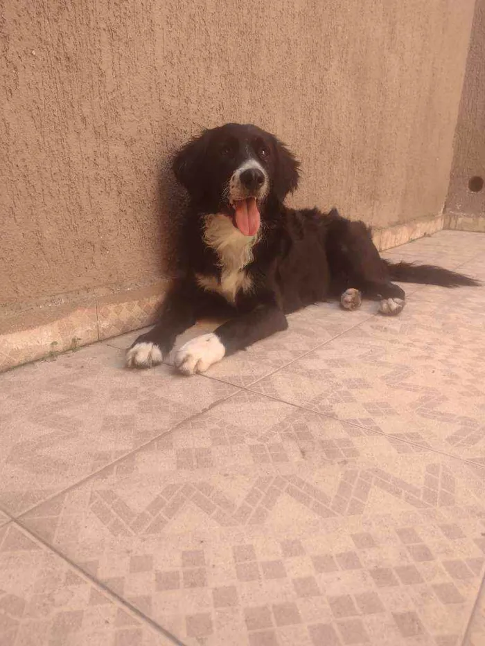 Cachorro ra a Border collie idade 1 ano nome Banzai