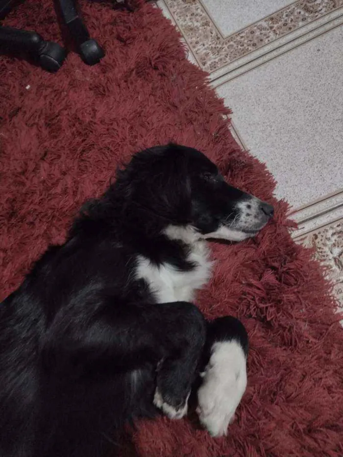 Cachorro ra a Border collie idade 1 ano nome Banzai