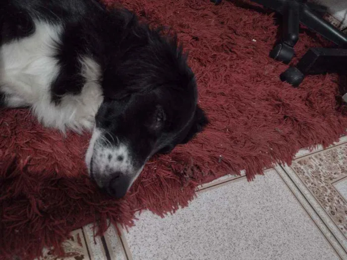 Cachorro ra a Border collie idade 1 ano nome Banzai