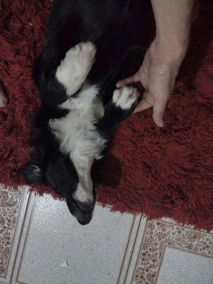 Cachorro ra a Border collie idade 1 ano nome Banzai