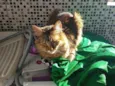 Tina miojo e Romeu 