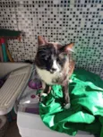 Tina miojo e Romeu 