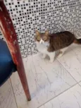 Tina miojo e Romeu 