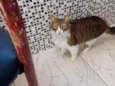 Tina miojo e Romeu 