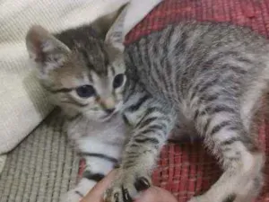 Gato raça SRD idade 2 a 6 meses nome Mayla
