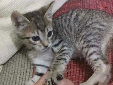 Gato ra a SRD idade 2 a 6 meses nome Mayla