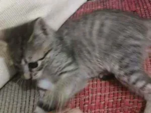 Gato raça SRD idade 2 a 6 meses nome Marie