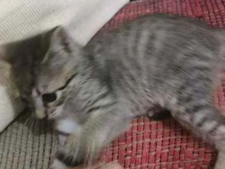 Gato ra a SRD idade 2 a 6 meses nome Marie