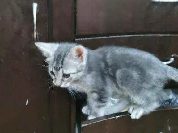 Gato ra a SRD idade 2 a 6 meses nome Minie