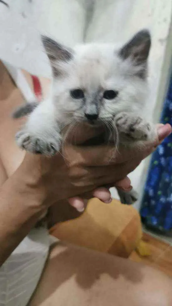 Gato ra a Siames idade 2 a 6 meses nome Micra