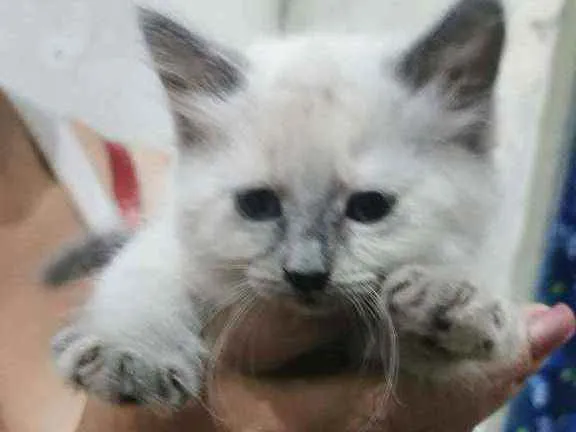 Gato ra a Siames idade 2 a 6 meses nome Micra
