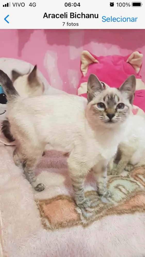 Gato raça Srd idade 2 a 6 meses nome Karuna