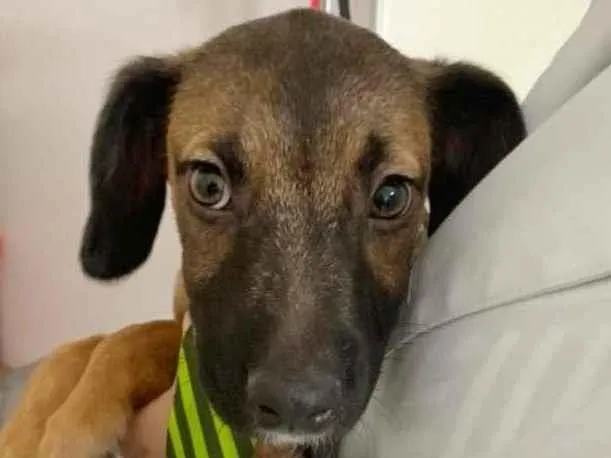 Cachorro raça SRD-ViraLata idade 2 a 6 meses nome BOB