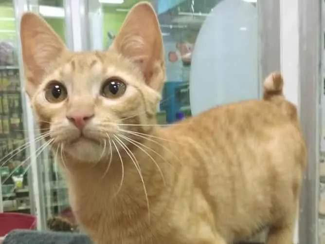 Gato raça SRD idade 2 a 6 meses nome JORGE LARANJA