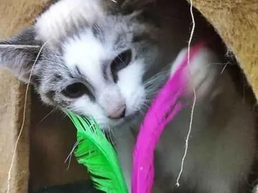 Gato raça SRD-ViraLata idade 2 a 6 meses nome KLEBER MIX