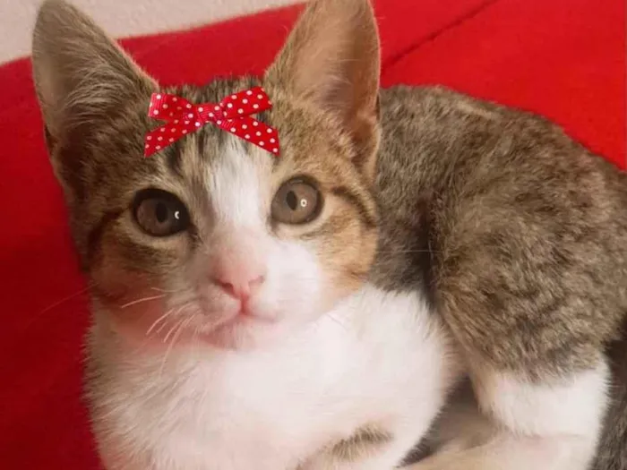 Gato ra a Mestiça  idade 2 a 6 meses nome Tina 