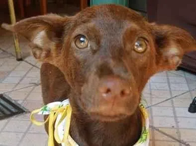 Cachorro ra a SRD-ViraLata idade 2 a 6 meses nome MARRON GARDENAL