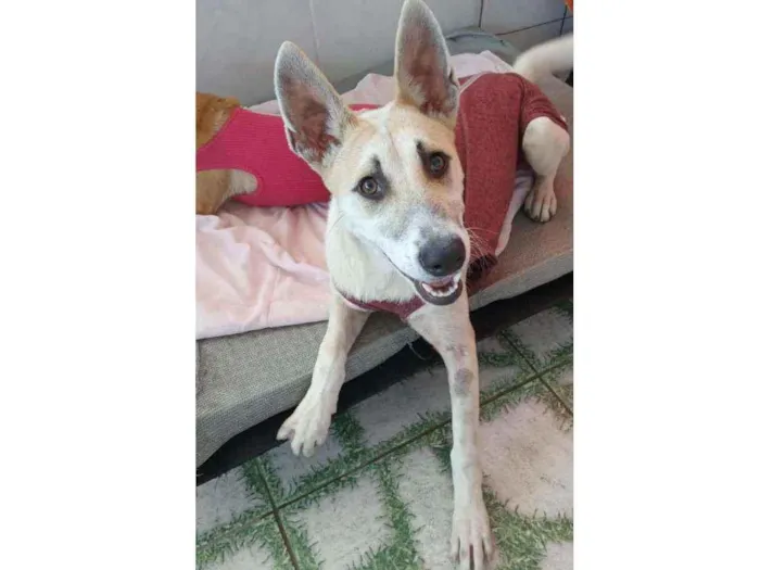 Cachorro ra a Srd idade 7 a 11 meses nome Valentina