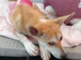 Kira