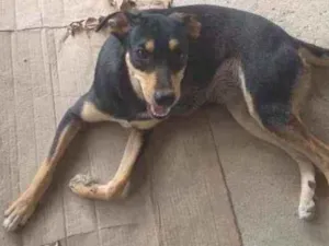 Cachorro raça Indefinida idade 1 ano nome Meg