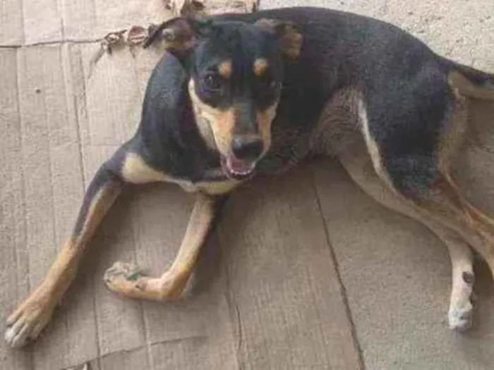 Cachorro ra a Indefinida idade 1 ano nome Meg