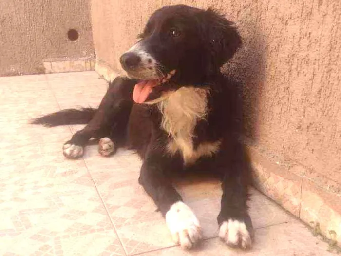 Cachorro ra a Border collie idade 1 ano nome Banzai