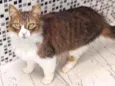 Tina miojo e Romeu 