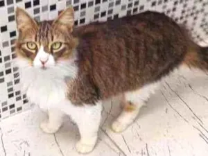 Gato raça Nao sei  idade 1 ano nome Tina miojo e Romeu 
