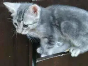 Gato raça SRD idade 2 a 6 meses nome Minie