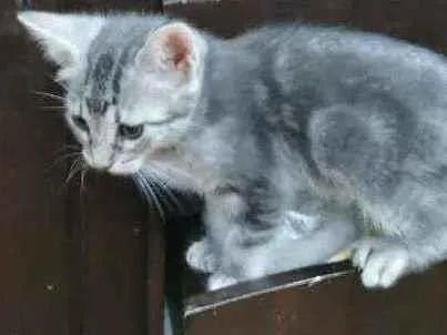 Gato ra a SRD idade 2 a 6 meses nome Minie
