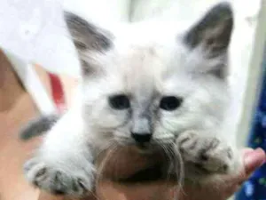 Gato raça Siames idade 2 a 6 meses nome Micra
