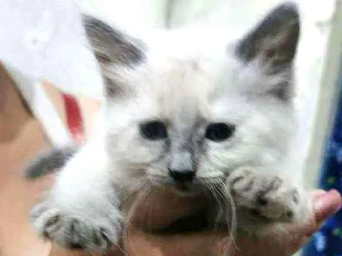 Gato ra a Siames idade 2 a 6 meses nome Micra