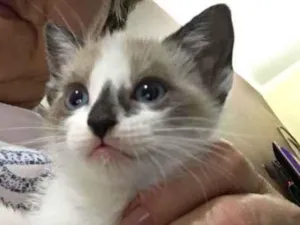 Gato raça Srd idade Abaixo de 2 meses nome Clarinha