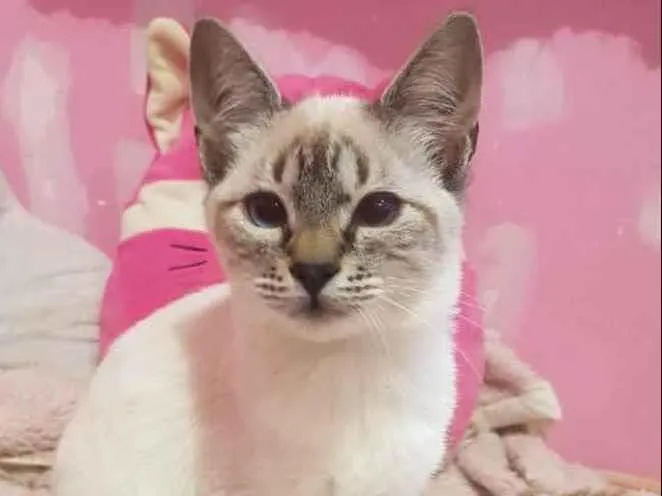 Gato raça Srd idade 2 a 6 meses nome Karuna