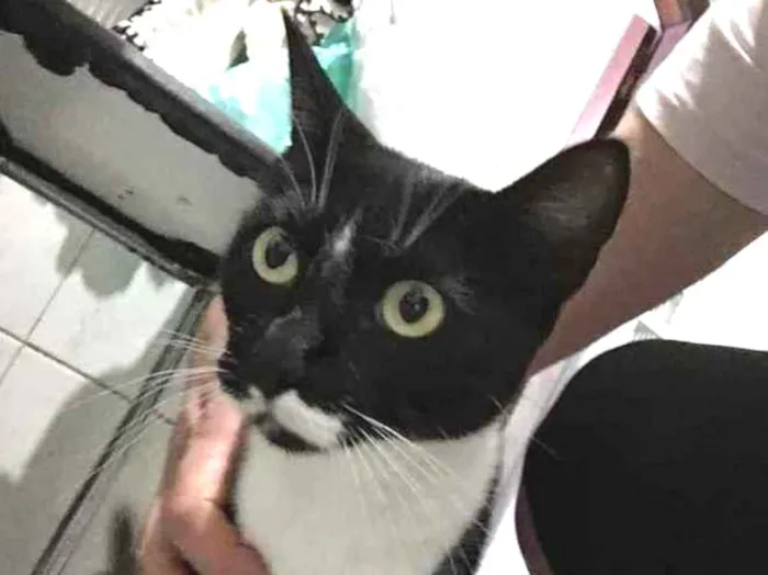 Gato raça Srd idade 1 ano nome Estelinha