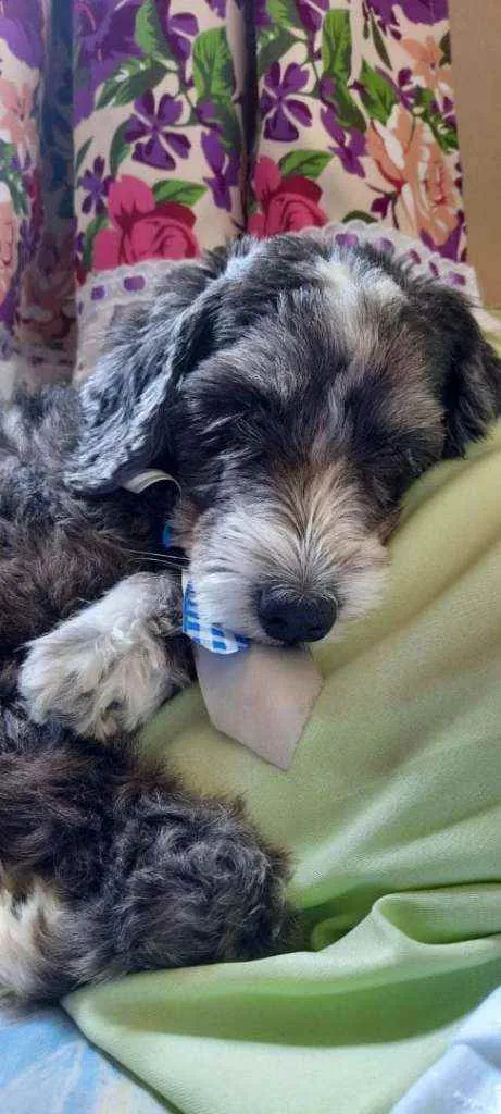 Cachorro raça poodle idade 5 anos nome scout