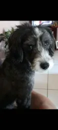 scout