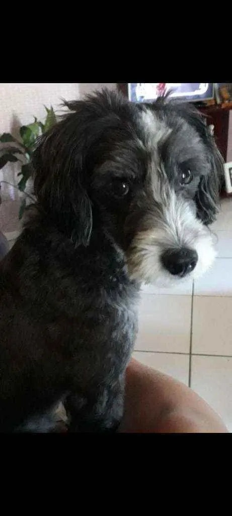 Cachorro raça poodle idade 5 anos nome scout