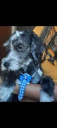 scout