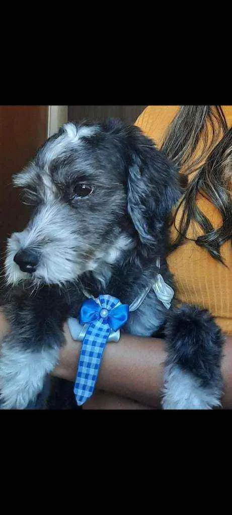 Cachorro raça poodle idade 5 anos nome scout