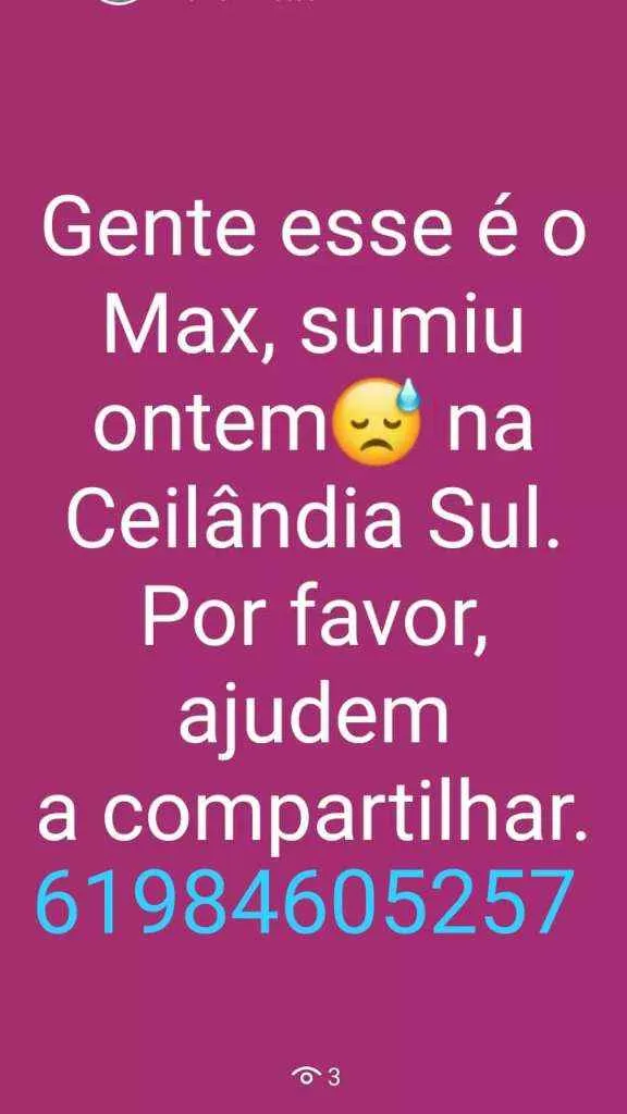 Cachorro ra a Yorkshire idade 5 anos nome MAX