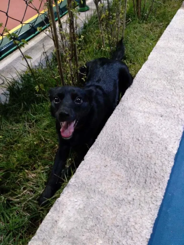 Cachorro ra a SRD-ViraLata idade 2 anos nome Lois