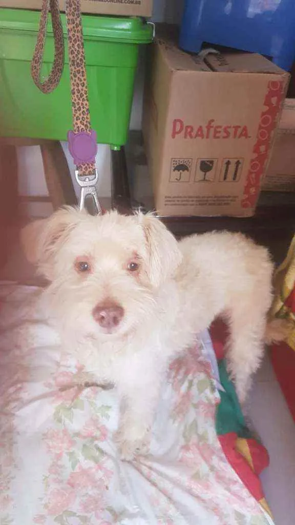 Cachorro ra a Srd idade 2 a 6 meses nome Bidu
