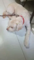 Bidu