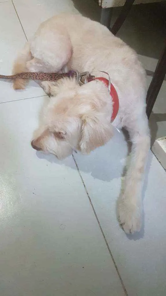Cachorro ra a Srd idade 2 a 6 meses nome Bidu